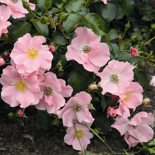 Gärtnerei - Rosa Satin Haze® - rosa - bodendecker rosen  - duftlos - Christian Evers - Sie bedeckt mit sehr vielen Blüten die gewünschte Fläche. Hervorragend geeignet zur Gestaltung von großen, bunten Flächen.
